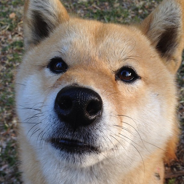 绿茵代数题,塞内加尔用战术写下强势晋级,阿拉巴以不存在刷满存在感