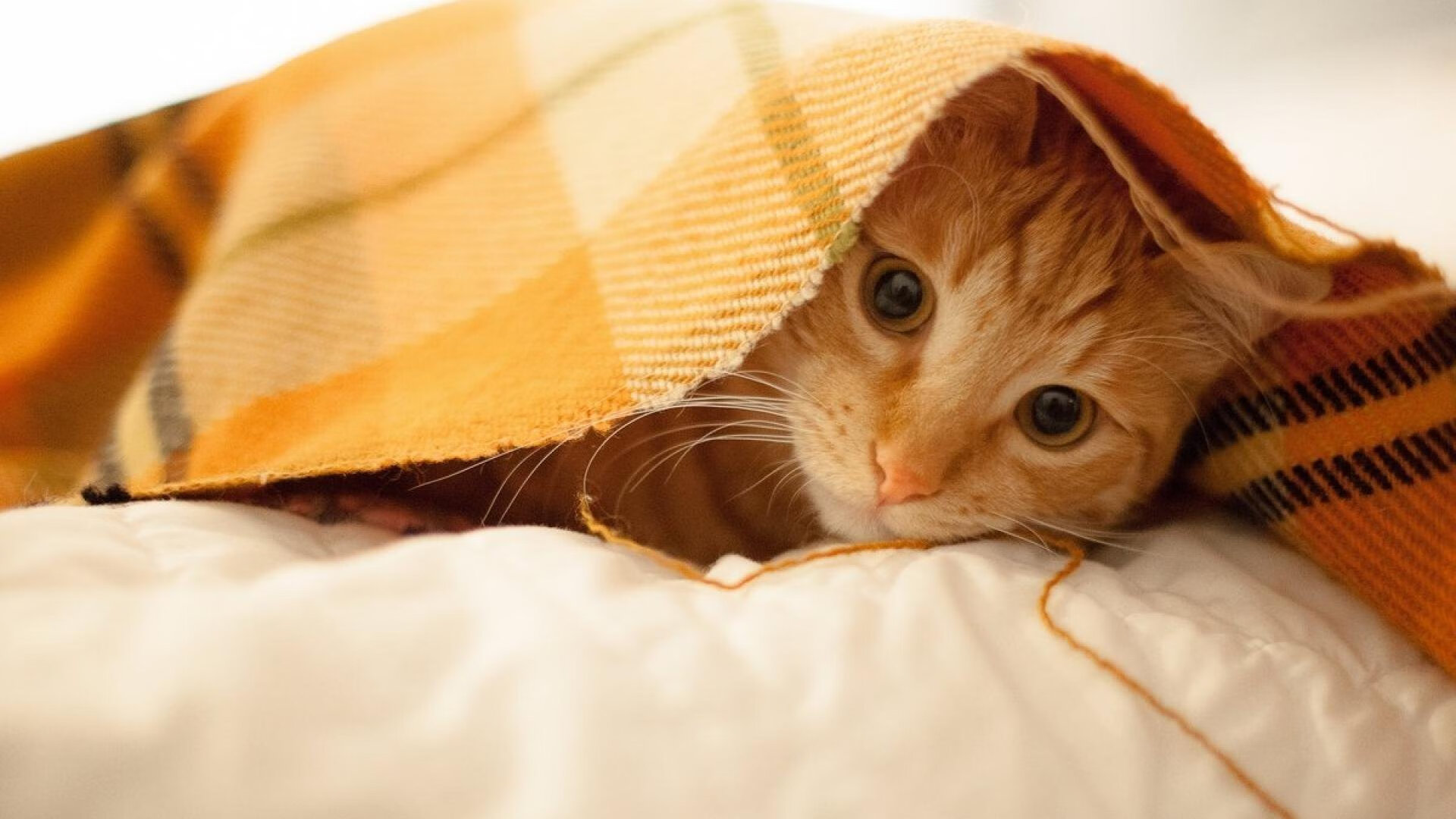 北欧风暴撕裂非洲壁垒，伊萨克如入无人之境，丹麦奏响胜利狂想曲