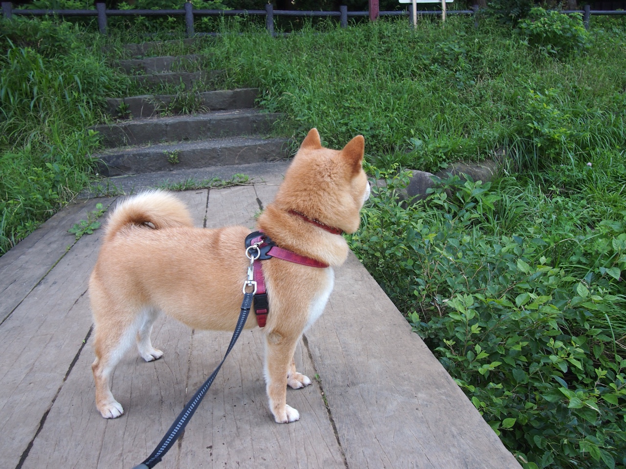 撕裂意式铁幕，委内瑞拉与莱万式攻防转换的终极胜利