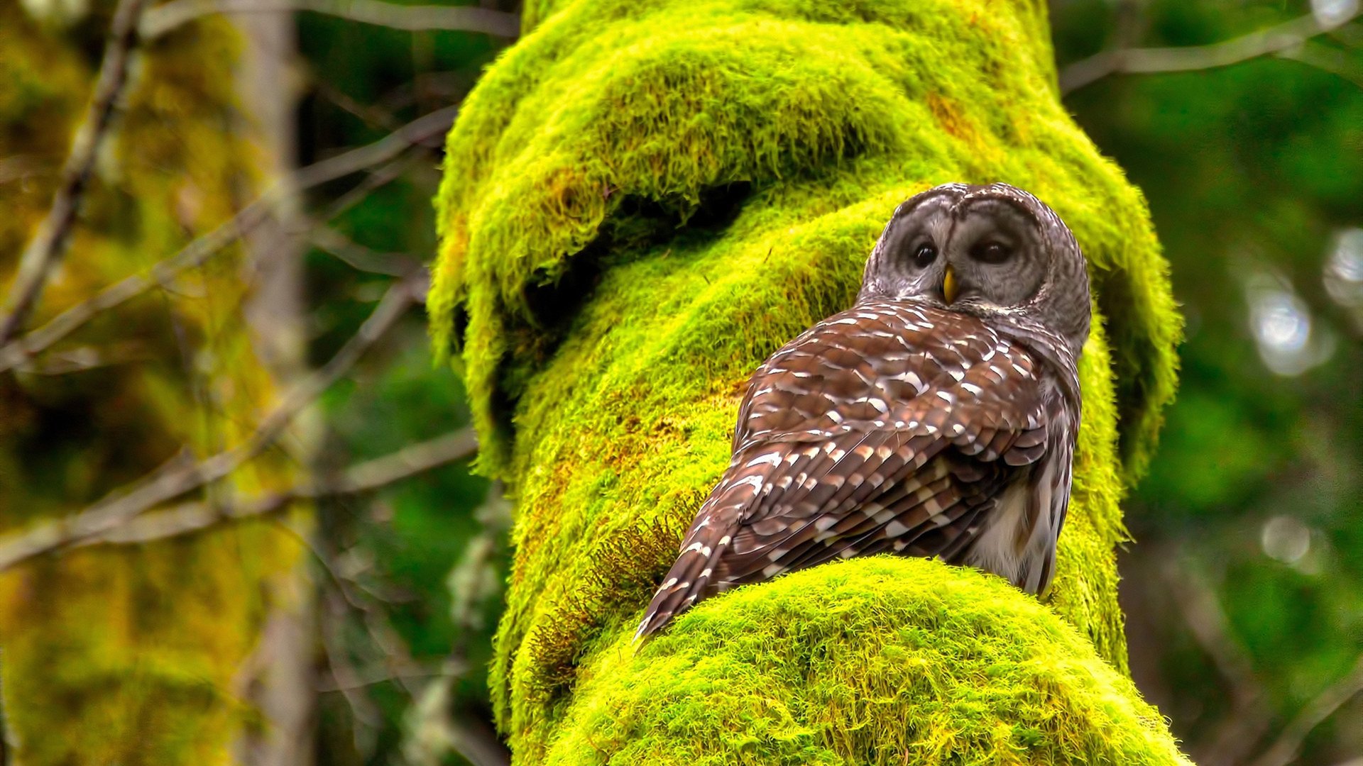 足球的双面镜，喀麦隆一波带走法国与巴尔韦德欧冠决赛的接管