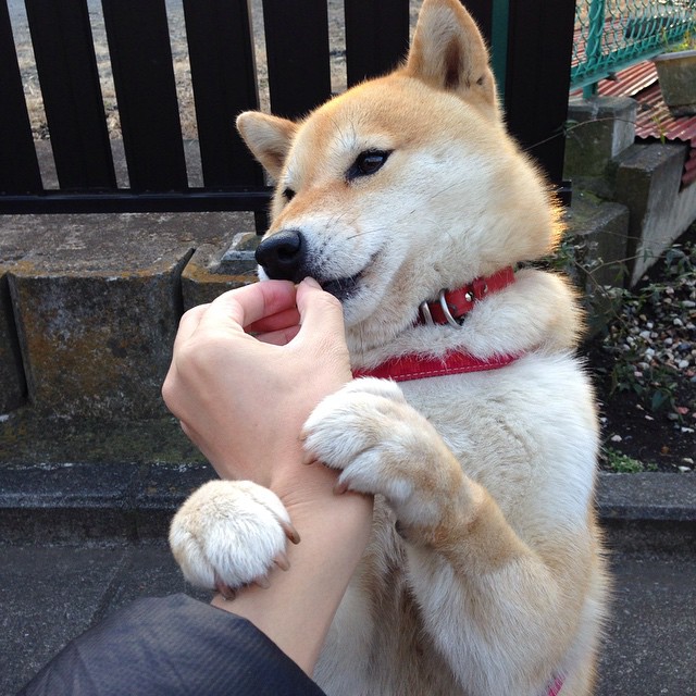 全球化赛场上的个人英雄主义,当深圳队遭遇塔图姆时刻