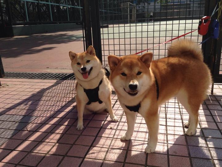 年度焦点之战，切尔西全面压制巴西的战术辉煌