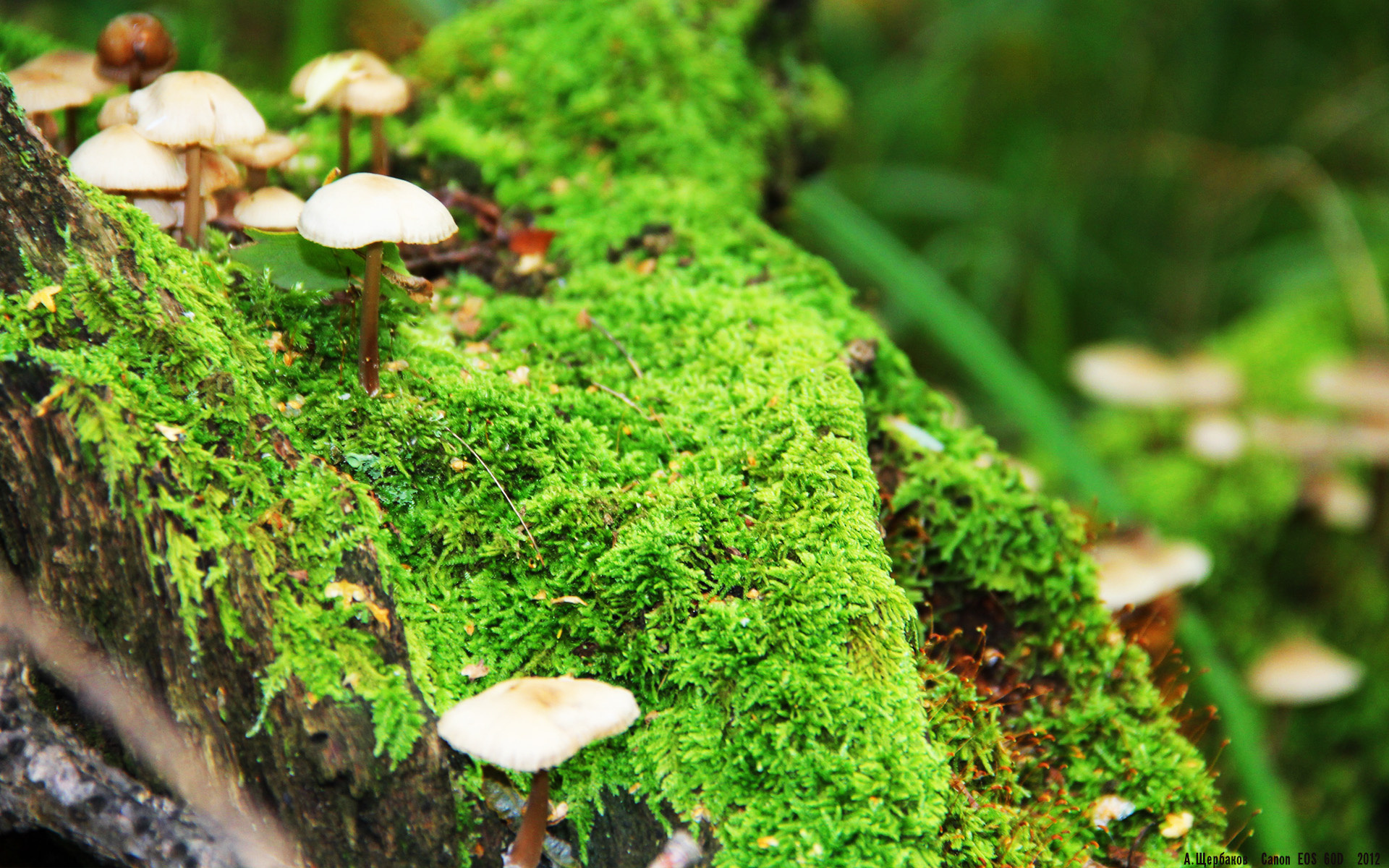 石头的心跳，斯通斯的救赎之夜