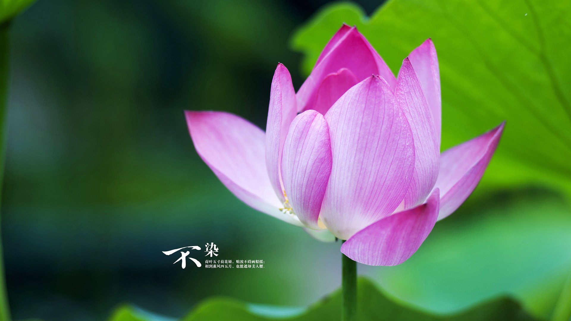 双星闪耀,德甲争冠夜与利拉德生涯之夜的体育狂想曲