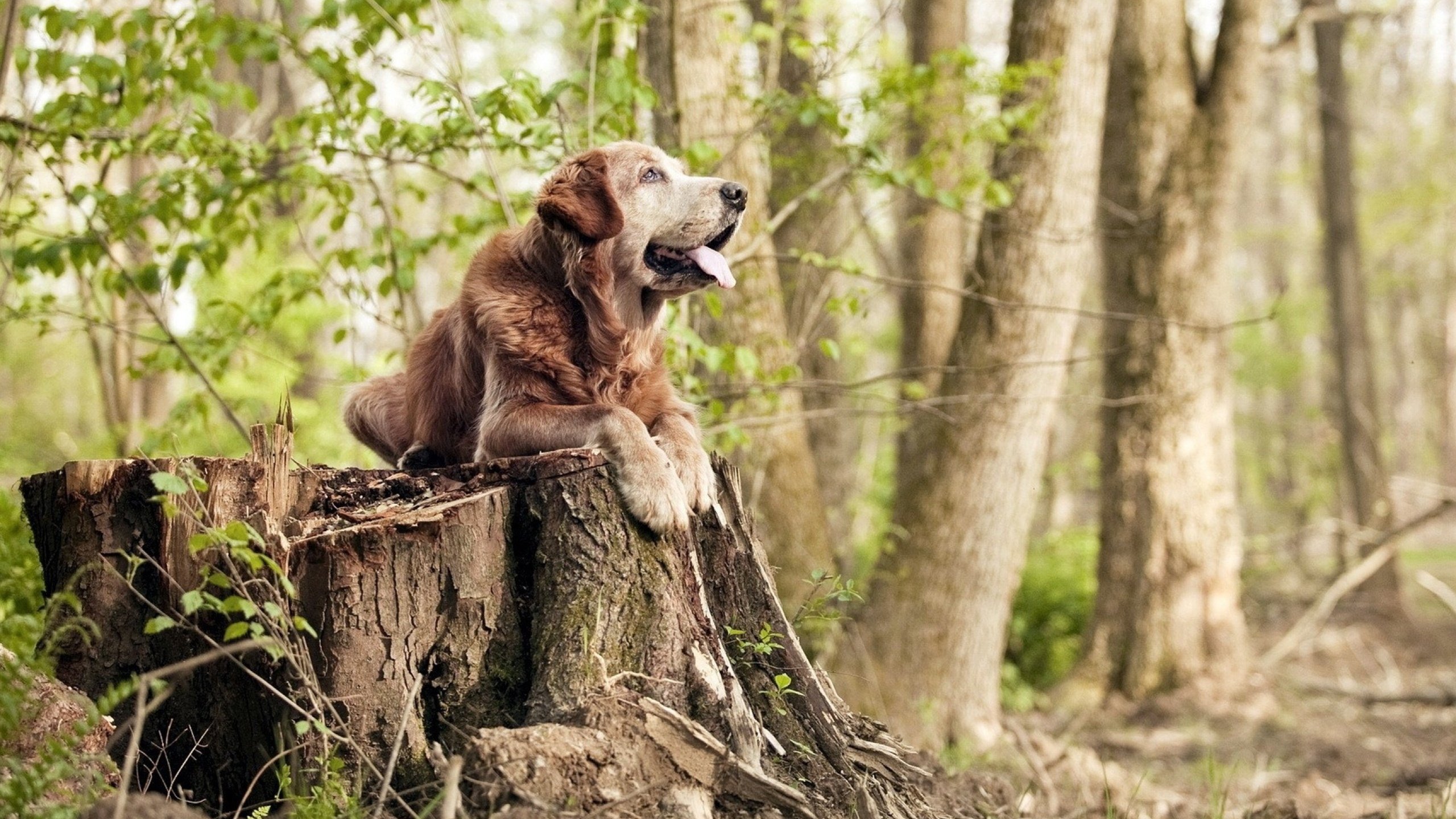 铁幕与王座，凯尔特人用钢铁防线为西亚卡姆的世界排名加冕