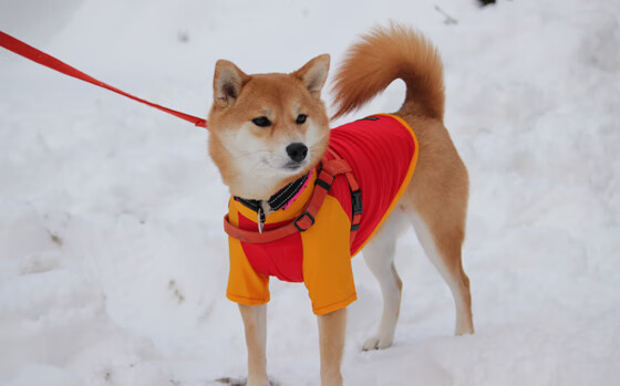 猛龙加时险胜步行者,莫兰特关键先生本色尽显