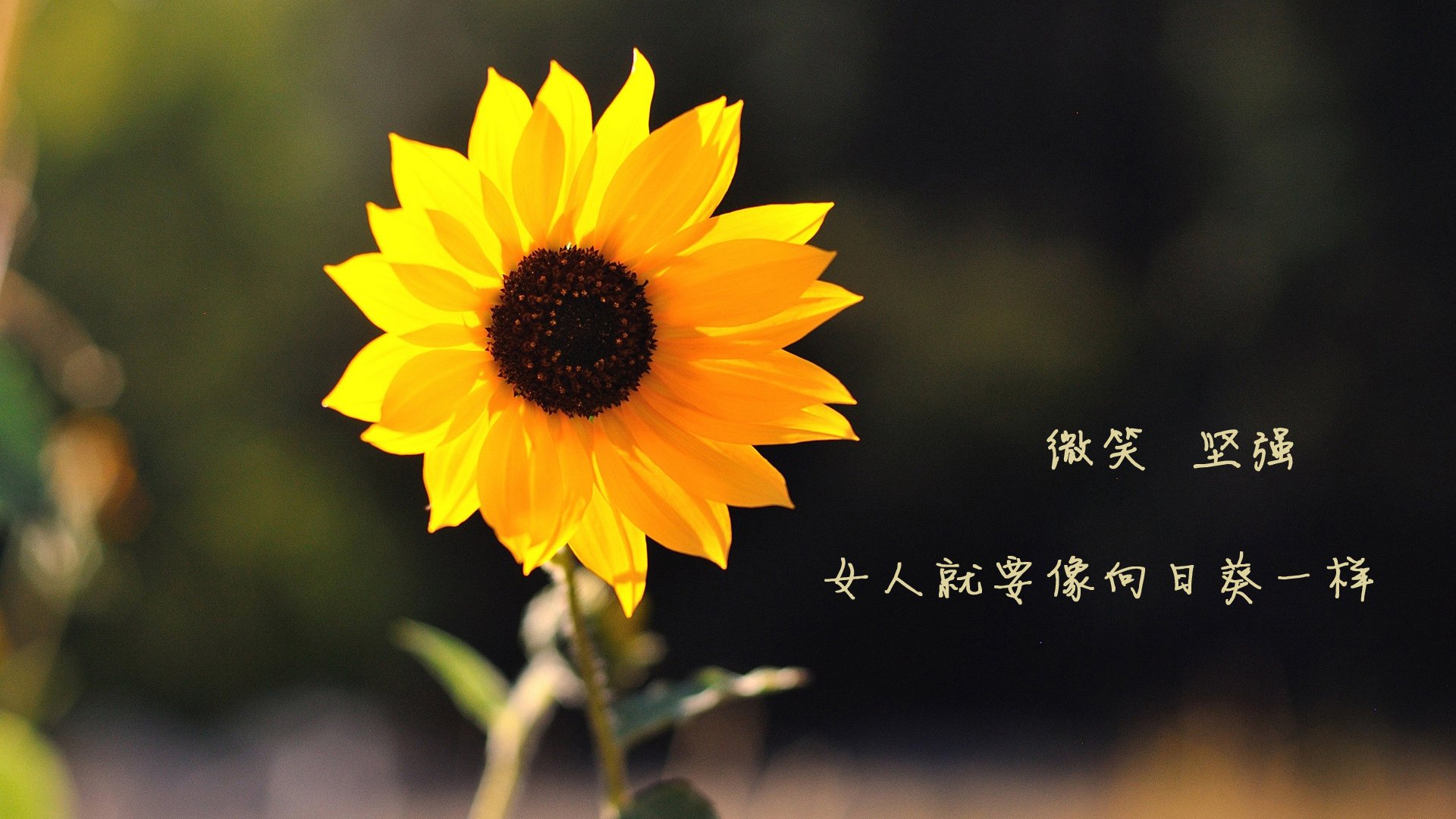 三笘薰状态火热,跨国慈善赛点燃足球激情,波兰与摩纳哥的别样对决