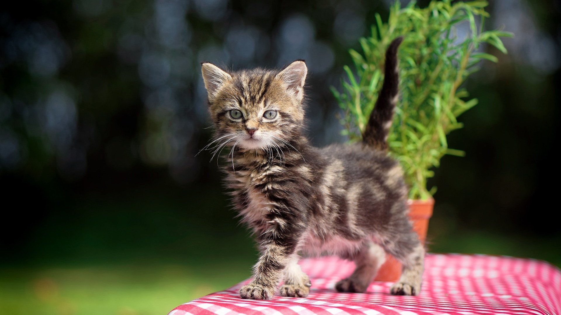 凯恩惊艳四座,皇家社会对阵那不勒斯的史诗对决