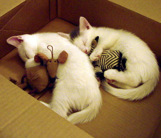 凯恩惊艳四座,皇家社会对阵那不勒斯的史诗对决