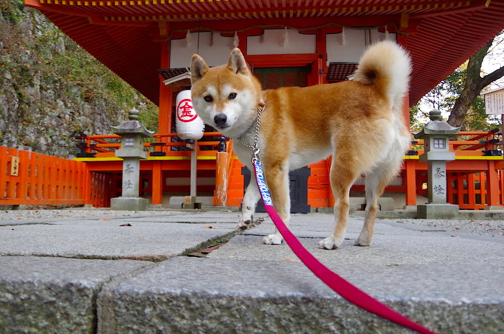 体育风云，意甲焦点战激战连场，篮网末节发力带走浙江队