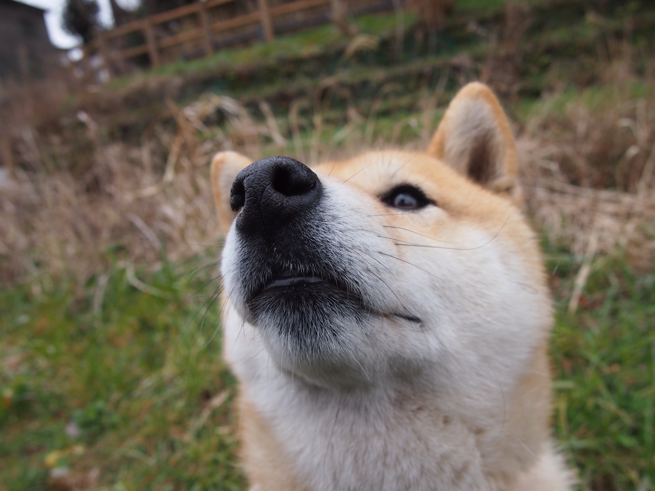 鹈鹕振翅轻取深圳队，雄鹰待飞，欧文在2026世界杯的接管预言