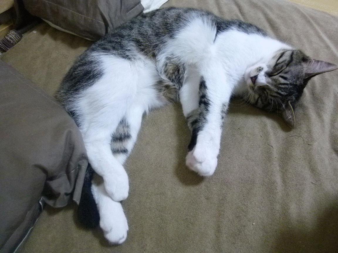 霍勒迪攻防刷屏，步行者铁幕囚禁爵士