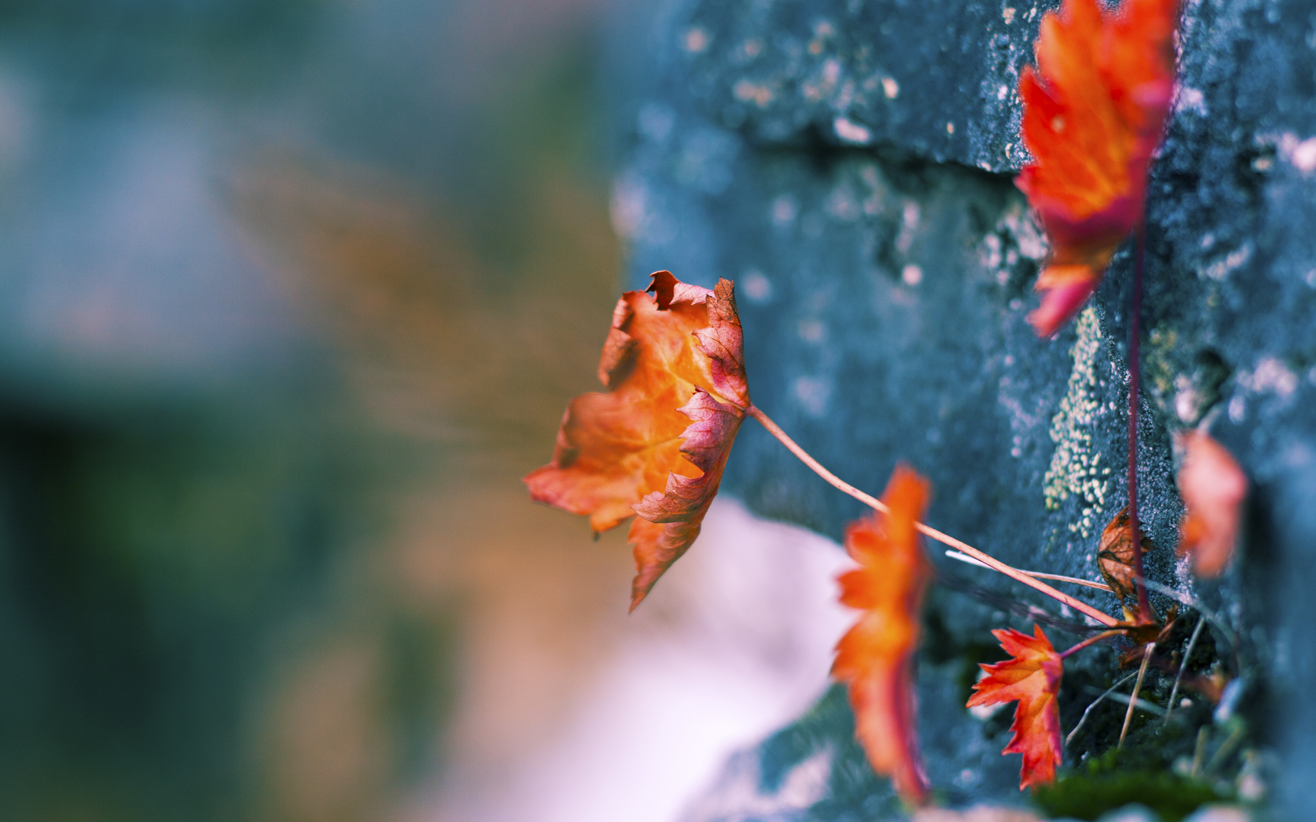 沙漠绿洲的奇迹，2026世界杯焦点战，新疆队力克北京队纪实